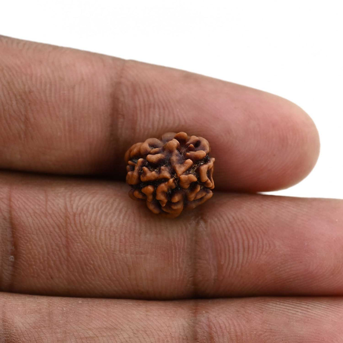 2 Mukhi Rudraksha (Nepal) 16.72 M.M.