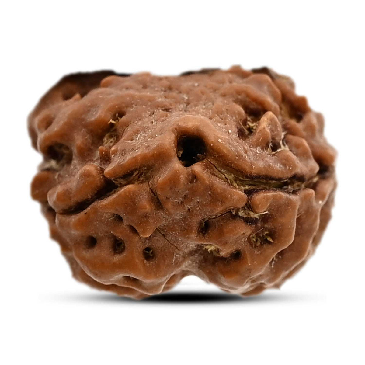 2 Mukhi Rudraksha (Nepal) 19.75 M.M.