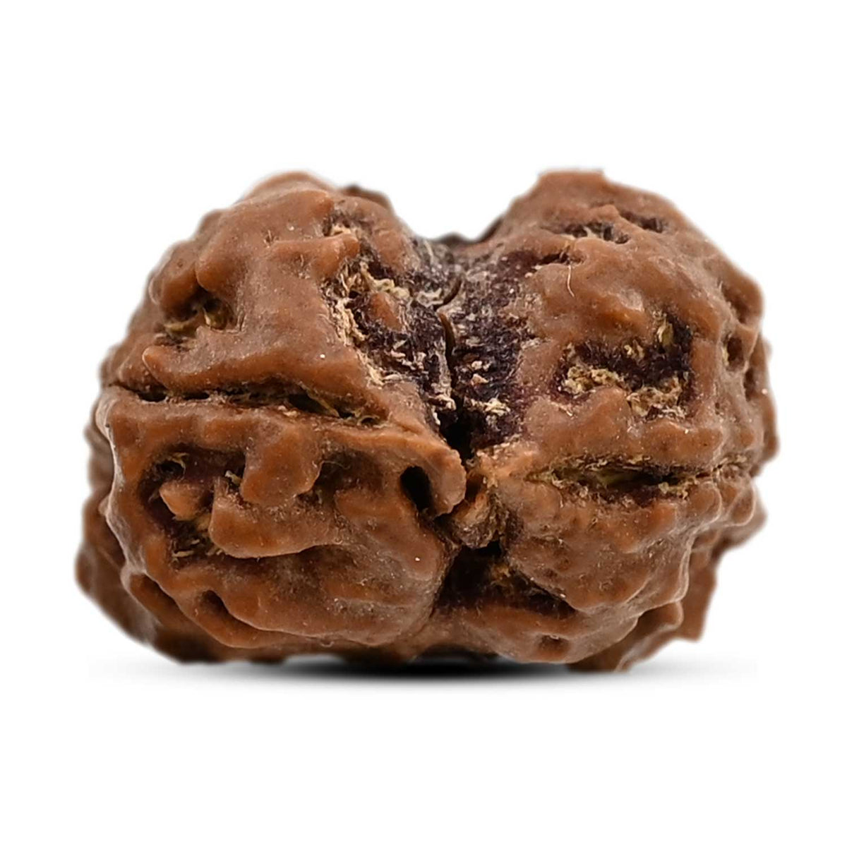 2 Mukhi Rudraksha (Nepal) 19.75 M.M.