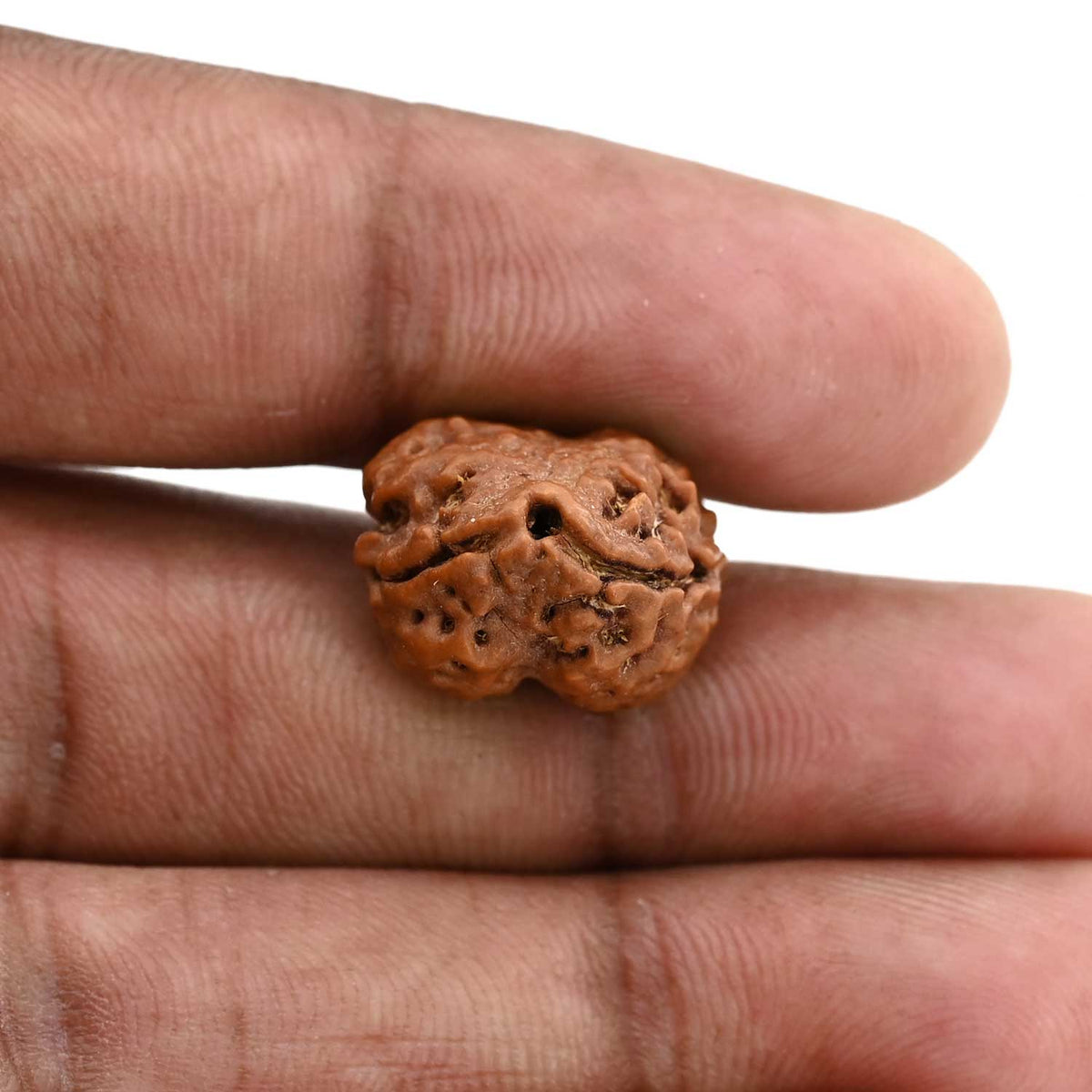 2 Mukhi Rudraksha (Nepal) 19.75 M.M.