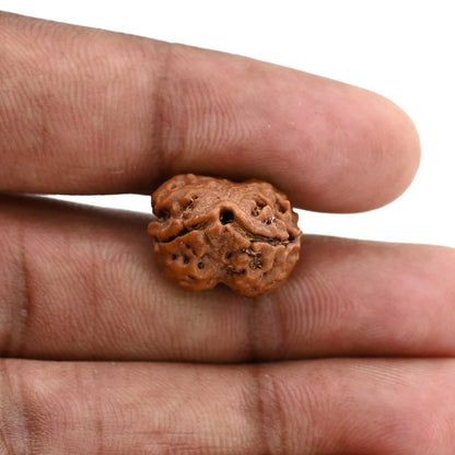 2 Mukhi Rudraksha (Nepal) 19.75 M.M.