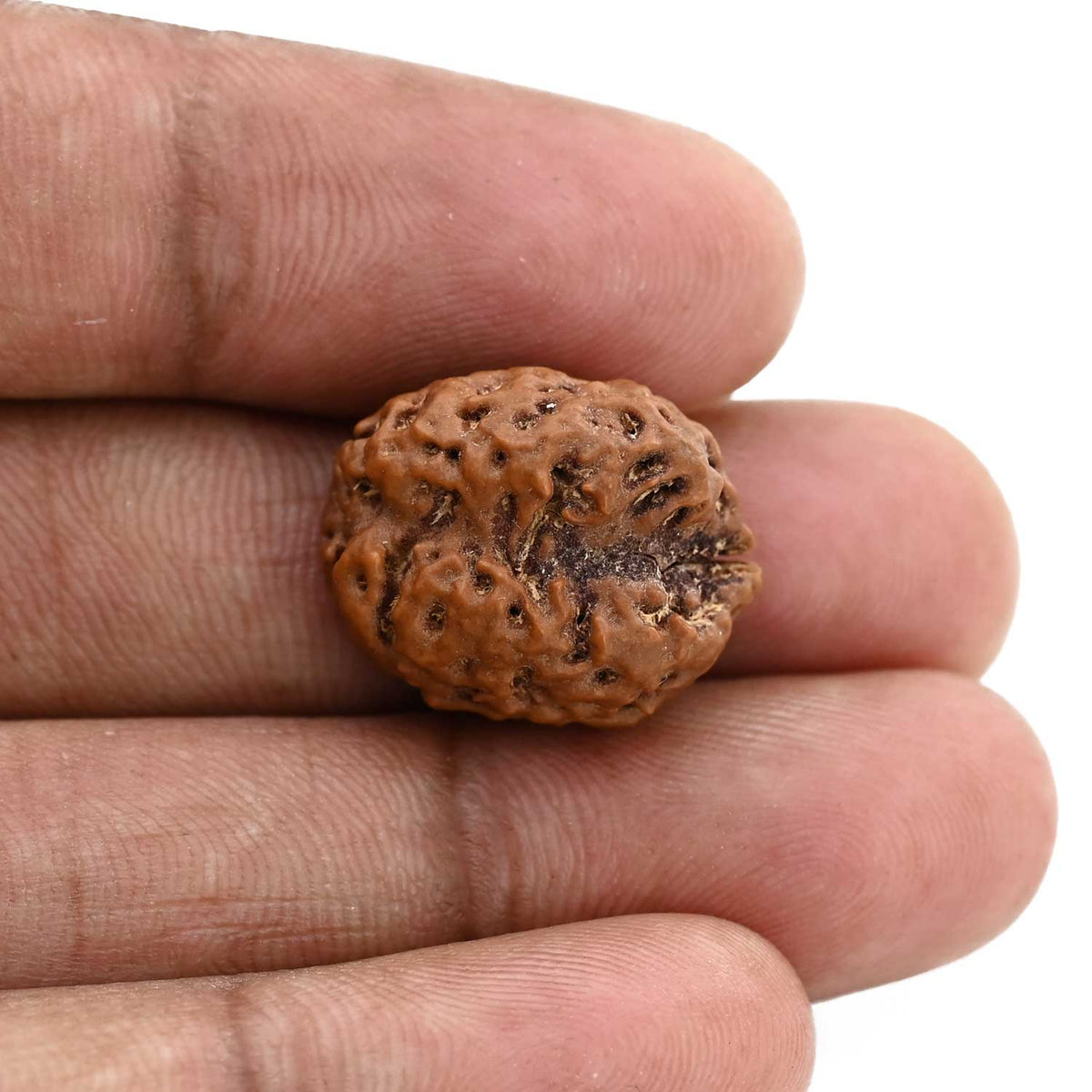 2 Mukhi Rudraksha (Nepal) 19.75 M.M.