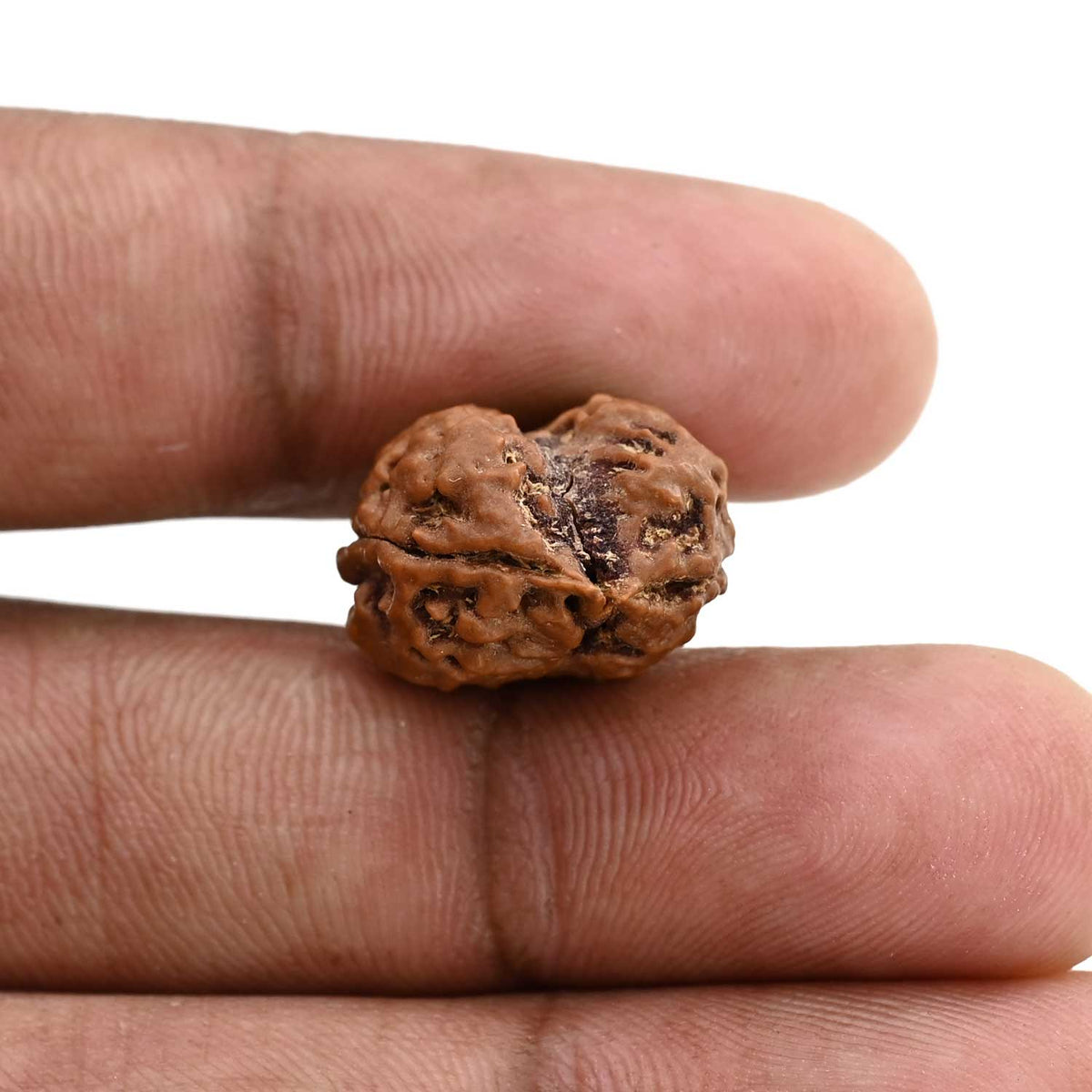 2 Mukhi Rudraksha (Nepal) 19.75 M.M.