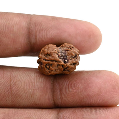 2 Mukhi Rudraksha (Nepal) 19.75 M.M.