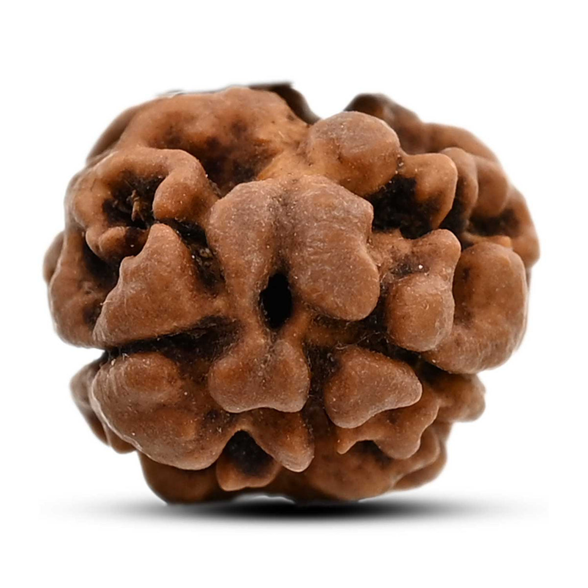 2 Mukhi Rudraksha (Nepal) 17.02 M.M.