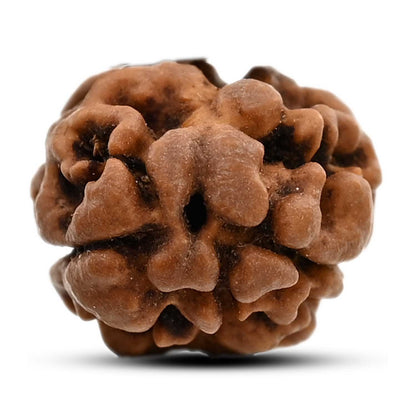2 Mukhi Rudraksha (Nepal) 17.02 M.M.