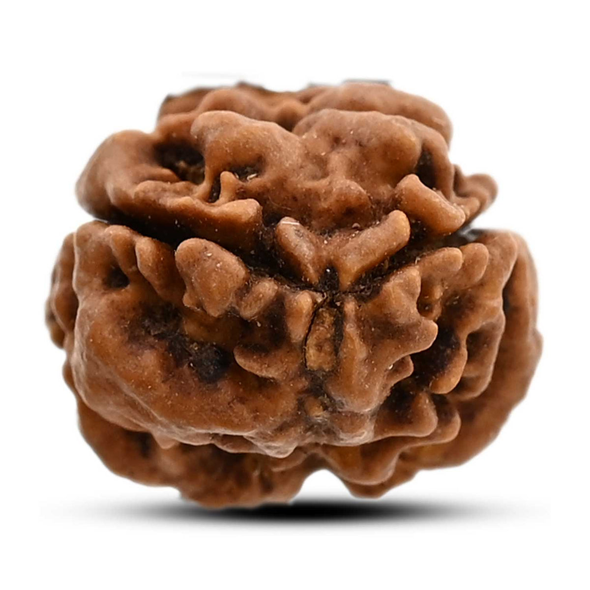 2 Mukhi Rudraksha (Nepal) 17.02 M.M.