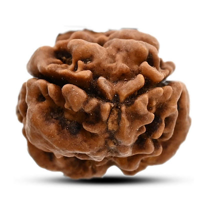 2 Mukhi Rudraksha (Nepal) 17.02 M.M.