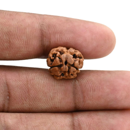 2 Mukhi Rudraksha (Nepal) 17.02 M.M.