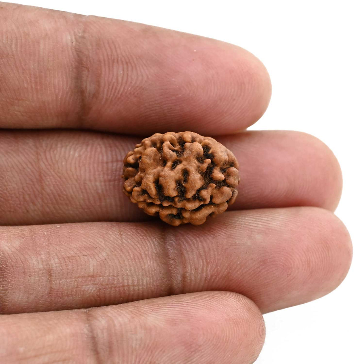 2 Mukhi Rudraksha (Nepal) 17.02 M.M.
