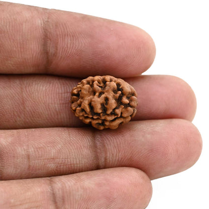 2 Mukhi Rudraksha (Nepal) 17.02 M.M.