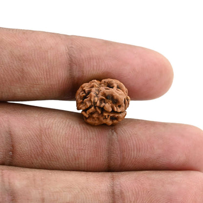 2 Mukhi Rudraksha (Nepal) 17.02 M.M.