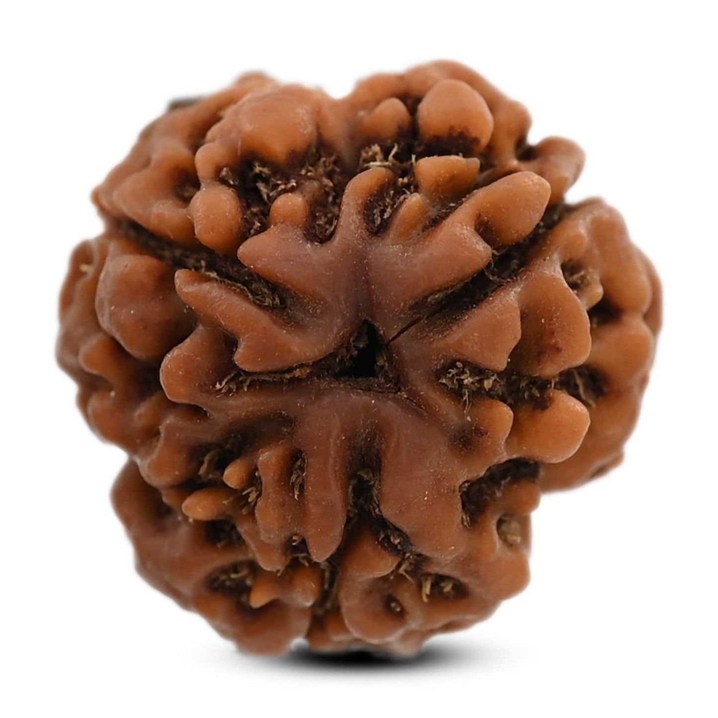 3 Mukhi Rudraksha (Nepal) 19.42 M.M.