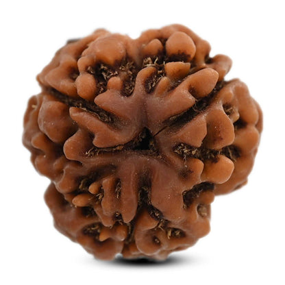 3 Mukhi Rudraksha (Nepal) 19.42 M.M.
