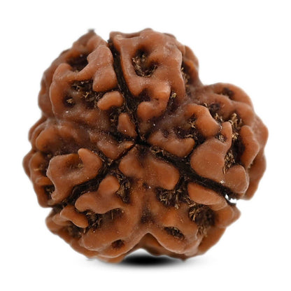 3 Mukhi Rudraksha (Nepal) 19.42 M.M.