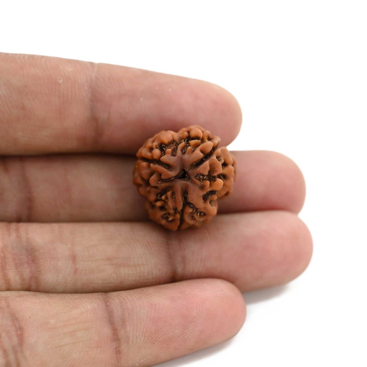 3 Mukhi Rudraksha (Nepal) 19.42 M.M.