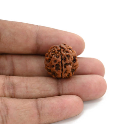 3 Mukhi Rudraksha (Nepal) 19.42 M.M.
