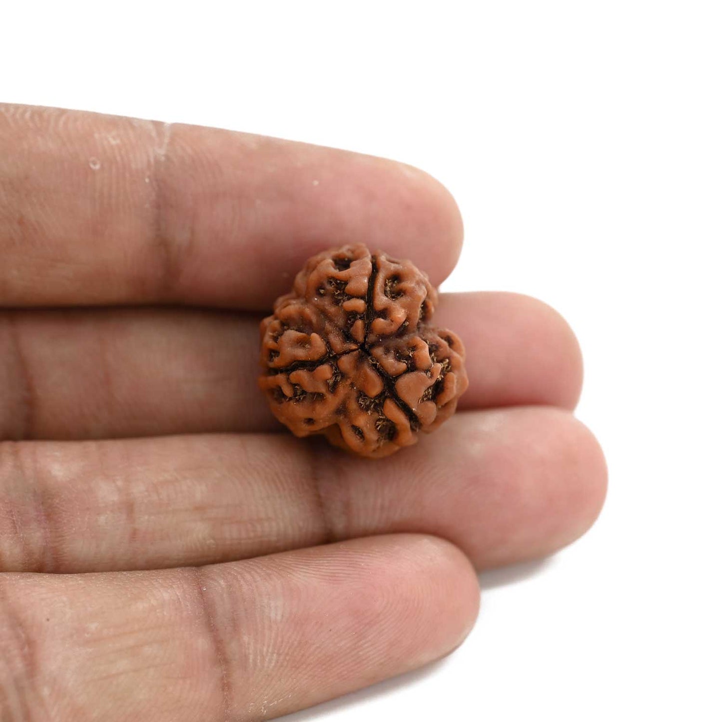 3 Mukhi Rudraksha (Nepal) 19.42 M.M.
