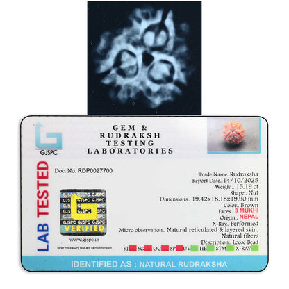 3 Mukhi Rudraksha (Nepal) 19.42 M.M.