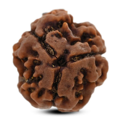 3 Mukhi Rudraksha (Nepal) 21.19 M.M.