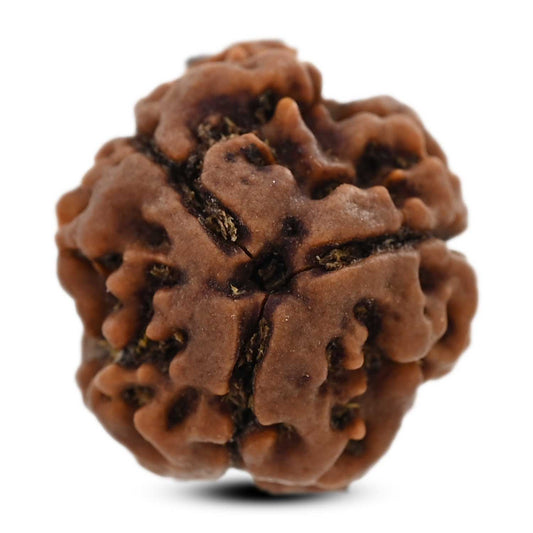 3 Mukhi Rudraksha (Nepal) 21.19 M.M.
