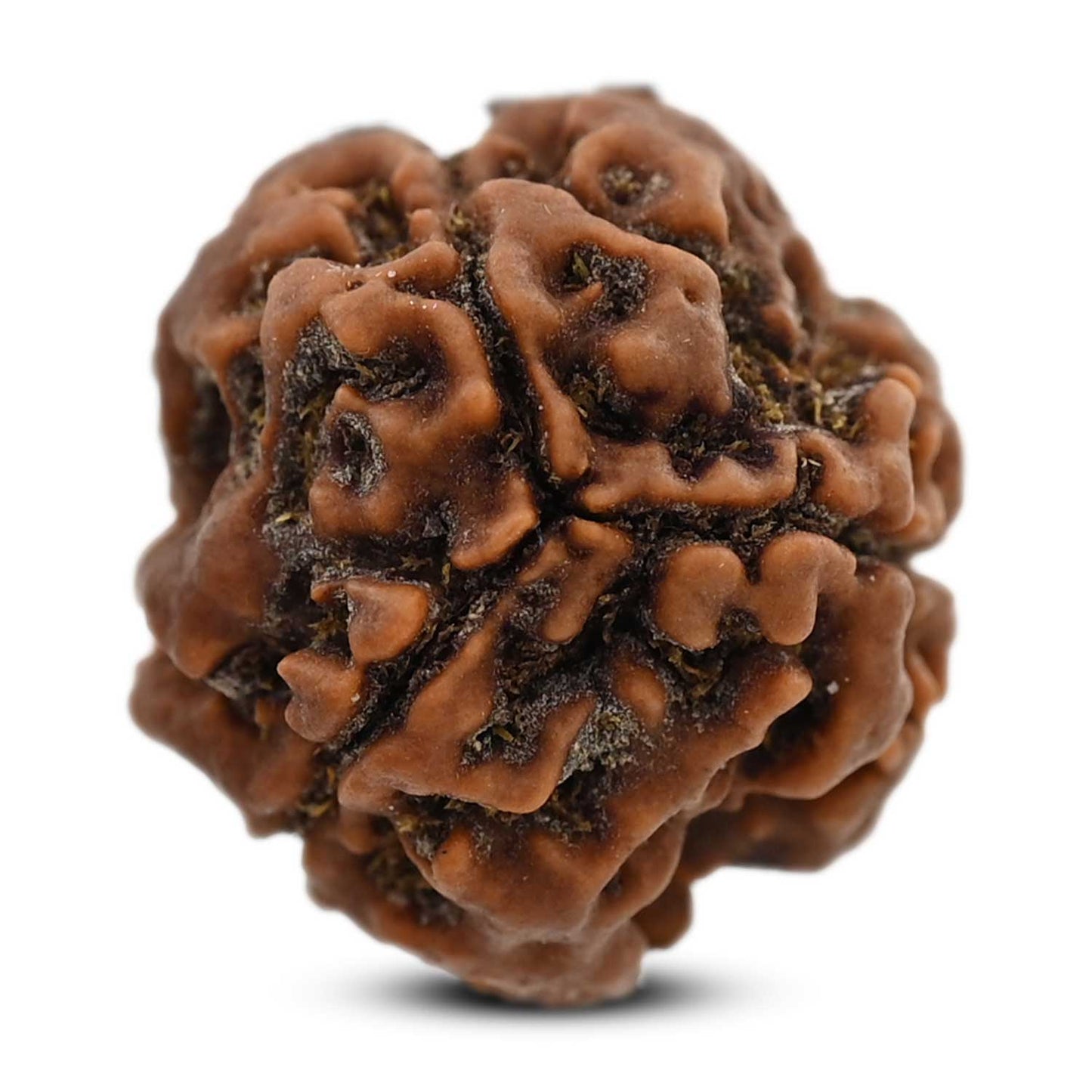 3 Mukhi Rudraksha (Nepal) 21.19 M.M.