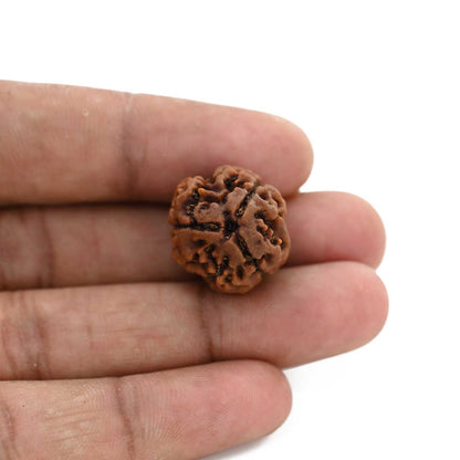 3 Mukhi Rudraksha (Nepal) 21.19 M.M.