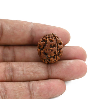 3 Mukhi Rudraksha (Nepal) 21.19 M.M.
