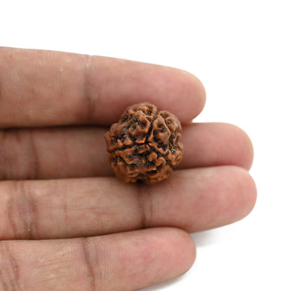3 Mukhi Rudraksha (Nepal) 21.19 M.M.