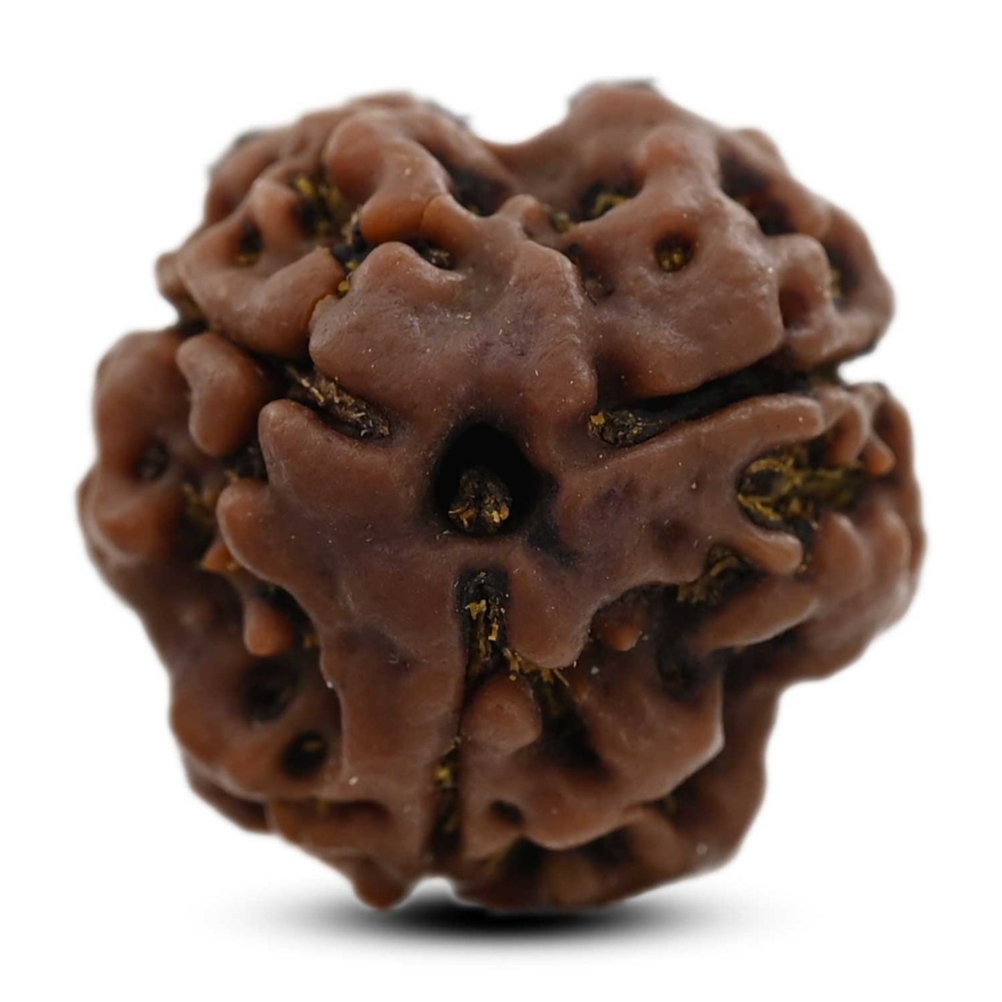 3 Mukhi Rudraksha (Nepal) 20.68 M.M.