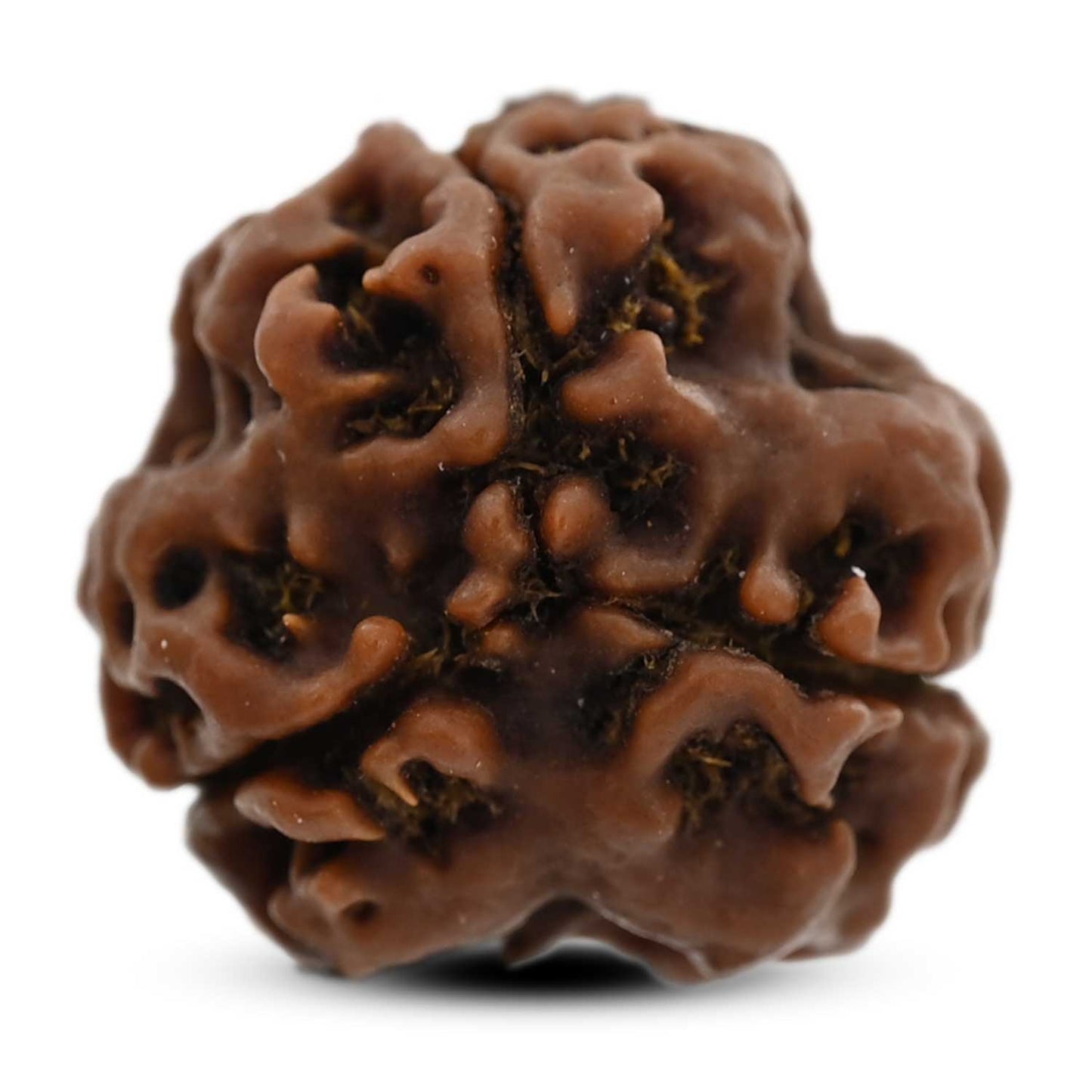 3 Mukhi Rudraksha (Nepal) 20.68 M.M.