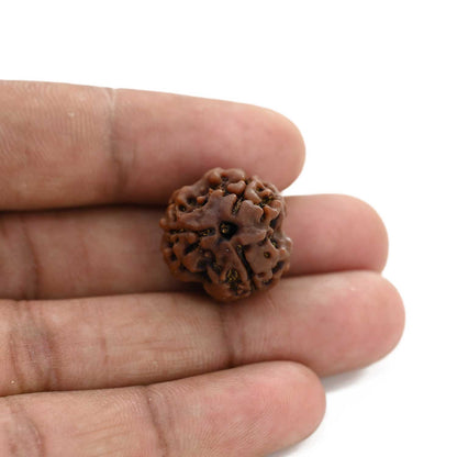 3 Mukhi Rudraksha (Nepal) 20.68 M.M.