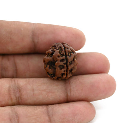3 Mukhi Rudraksha (Nepal) 20.68 M.M.