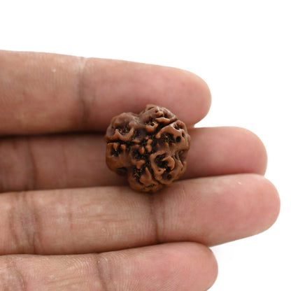 3 Mukhi Rudraksha (Nepal) 20.68 M.M.