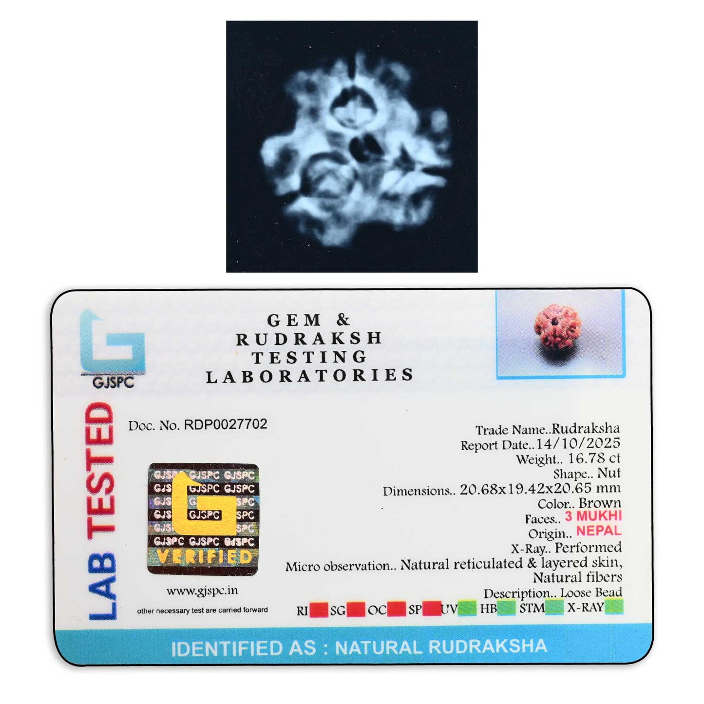 3 Mukhi Rudraksha (Nepal) 20.68 M.M.