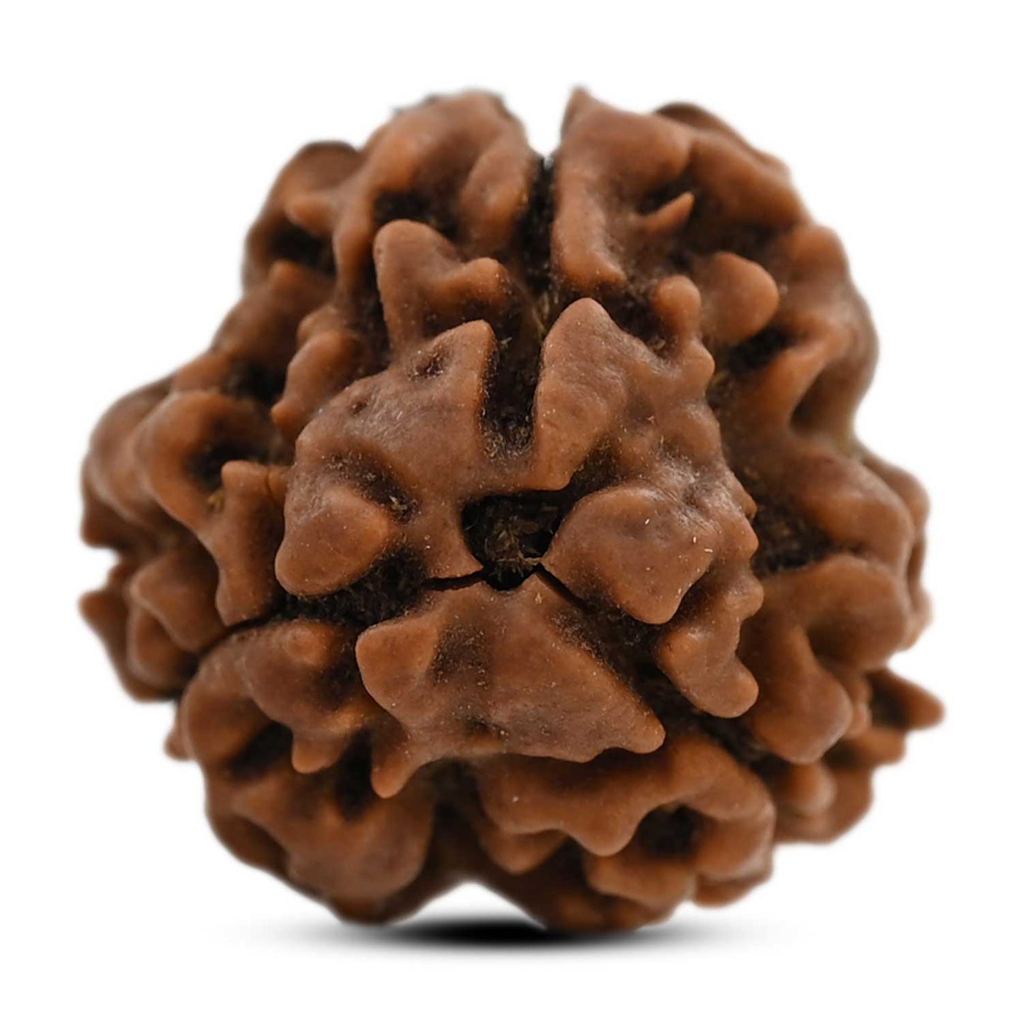 3 Mukhi Rudraksha (Nepal) 19.70 M.M.