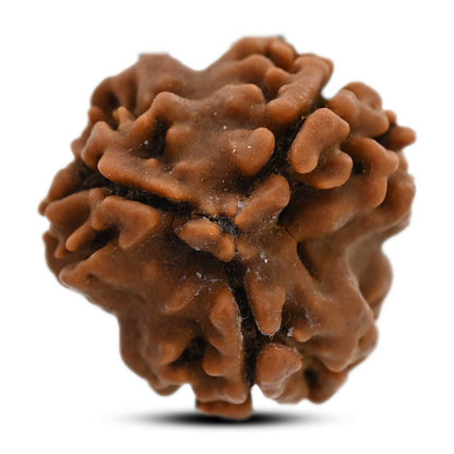 3 Mukhi Rudraksha (Nepal) 19.70 M.M.