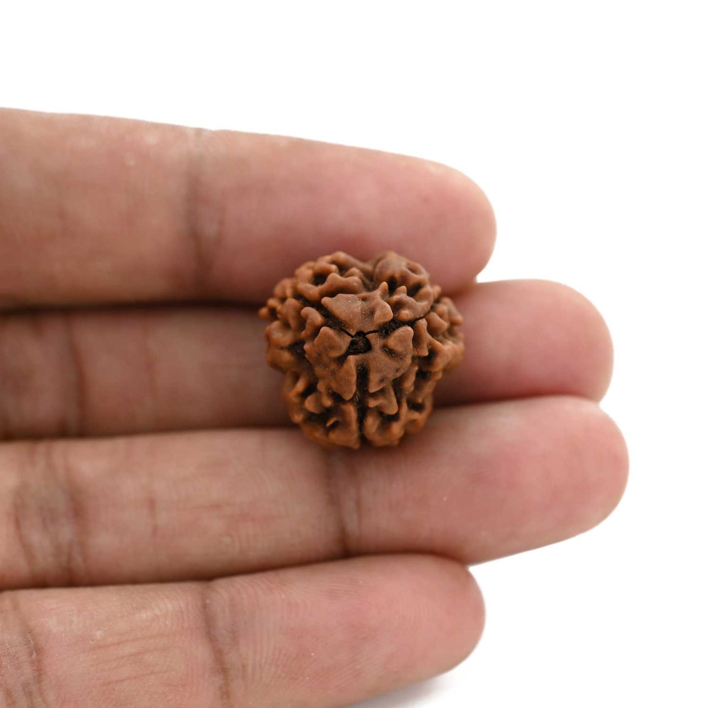 3 Mukhi Rudraksha (Nepal) 19.70 M.M.