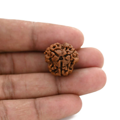 3 Mukhi Rudraksha (Nepal) 19.70 M.M.