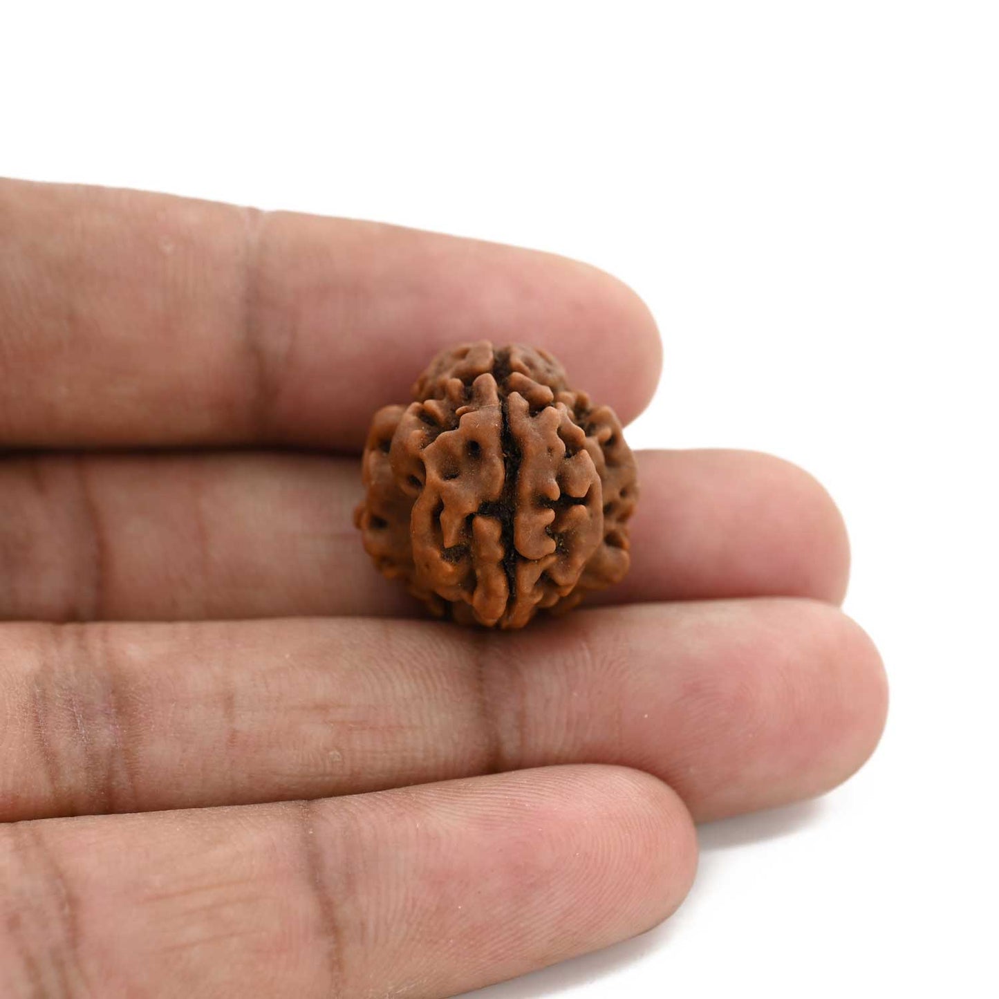 3 Mukhi Rudraksha (Nepal) 19.70 M.M.