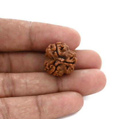 3 Mukhi Rudraksha (Nepal) 19.70 M.M.