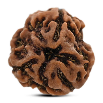 3 Mukhi Rudraksha (Nepal) 20.43 M.M.