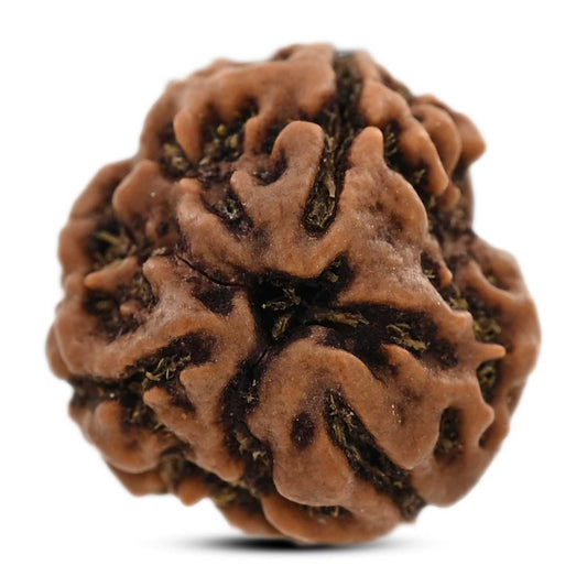 3 Mukhi Rudraksha (Nepal) 20.43 M.M.