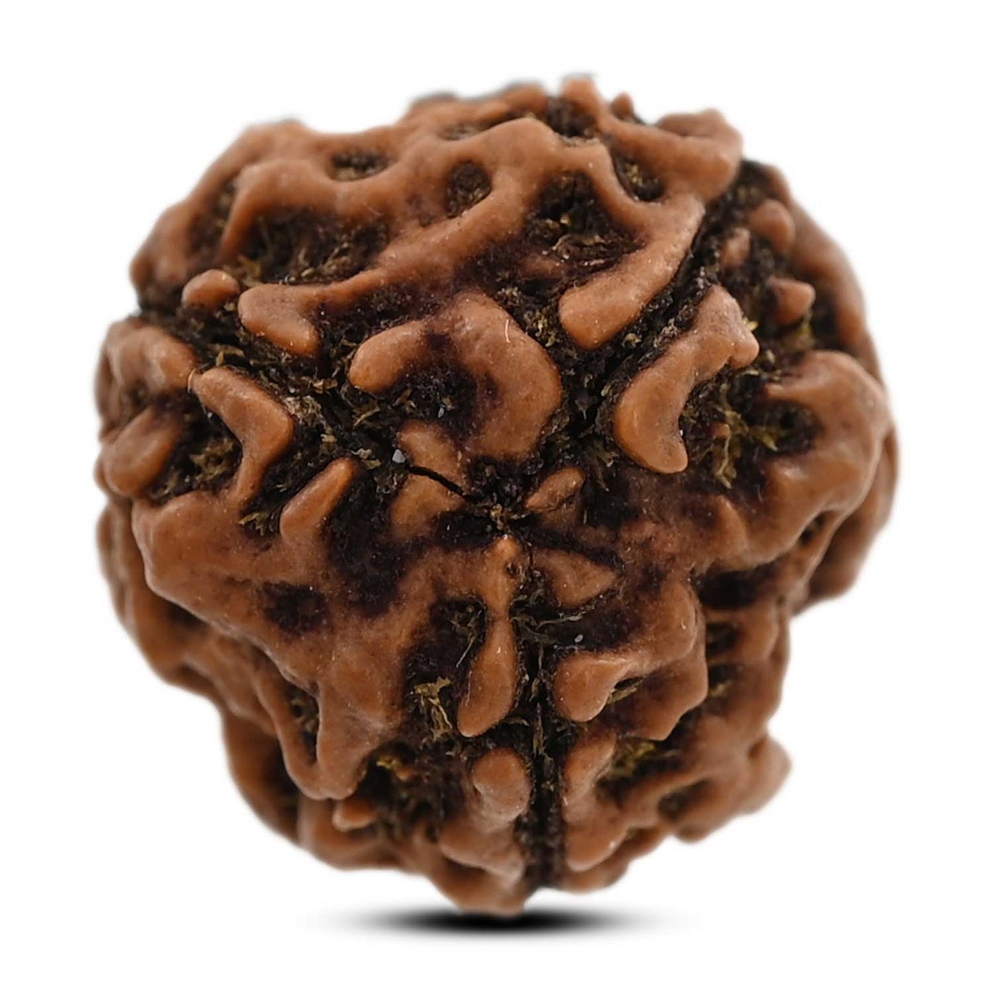 3 Mukhi Rudraksha (Nepal) 20.43 M.M.