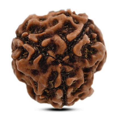3 Mukhi Rudraksha (Nepal) 20.43 M.M.