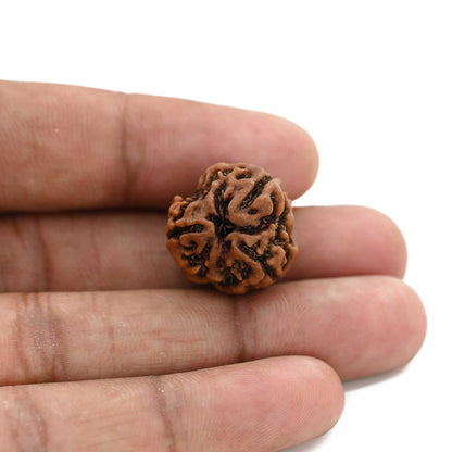 3 Mukhi Rudraksha (Nepal) 20.43 M.M.