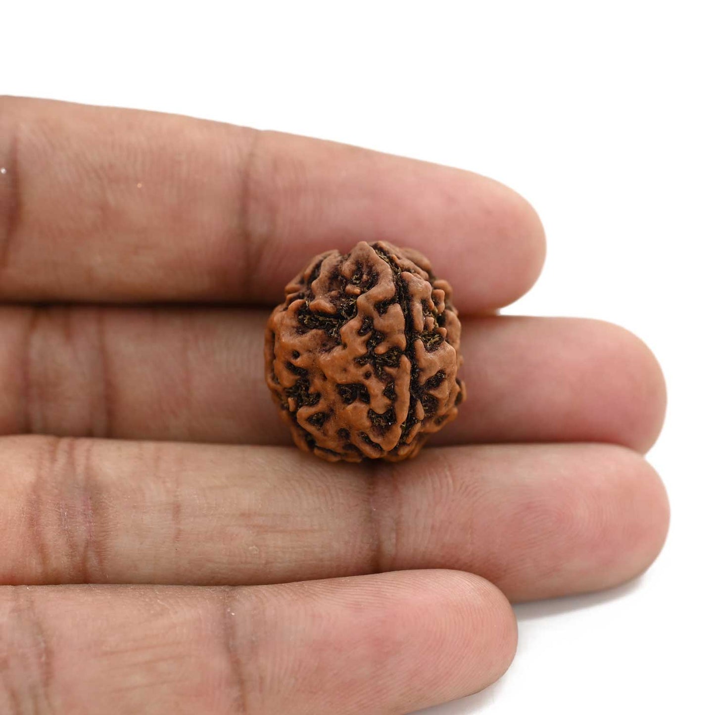 3 Mukhi Rudraksha (Nepal) 20.43 M.M.