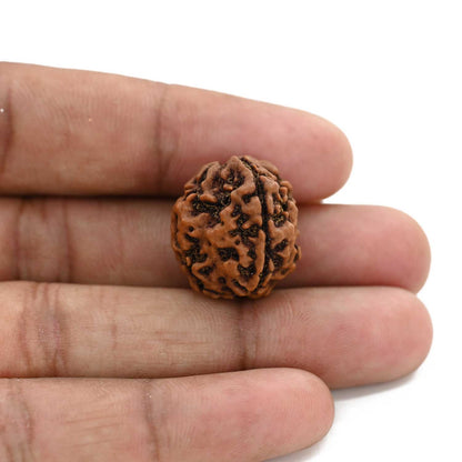 3 Mukhi Rudraksha (Nepal) 20.43 M.M.