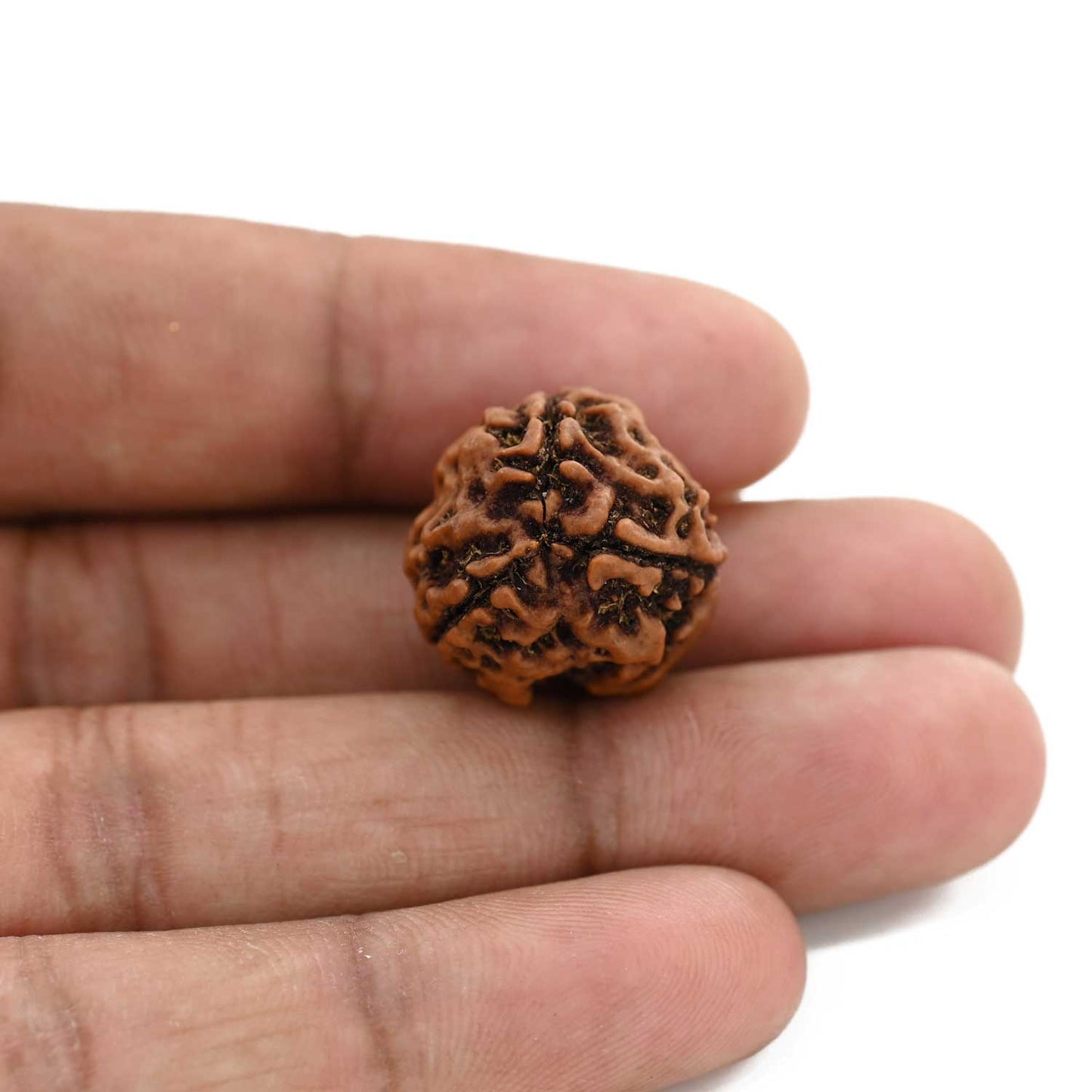 3 Mukhi Rudraksha (Nepal) 20.43 M.M.