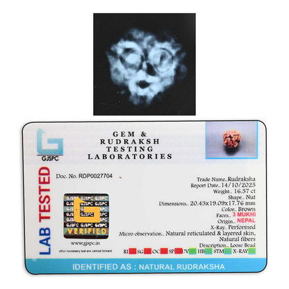 3 Mukhi Rudraksha (Nepal) 20.43 M.M.